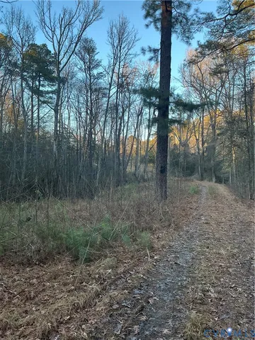 a view of a forest with trees in the background