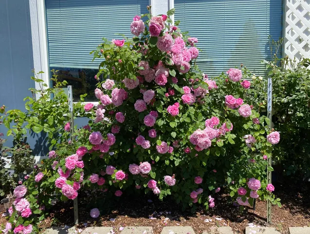 $420,000 | 502 Wildflower Lane, Newport, WA 99156