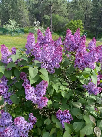 $420,000 | 502 Wildflower Lane, Newport, WA 99156