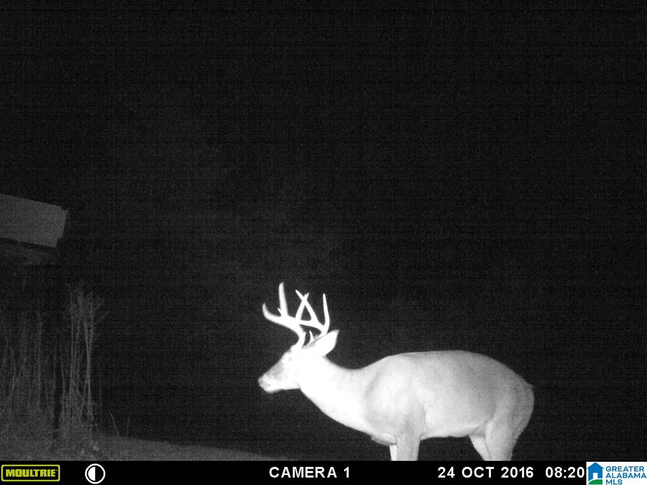 0 Carnes Chapel Road, Unit 113 Gallant, AL 35972 - Photo 8 of 32
