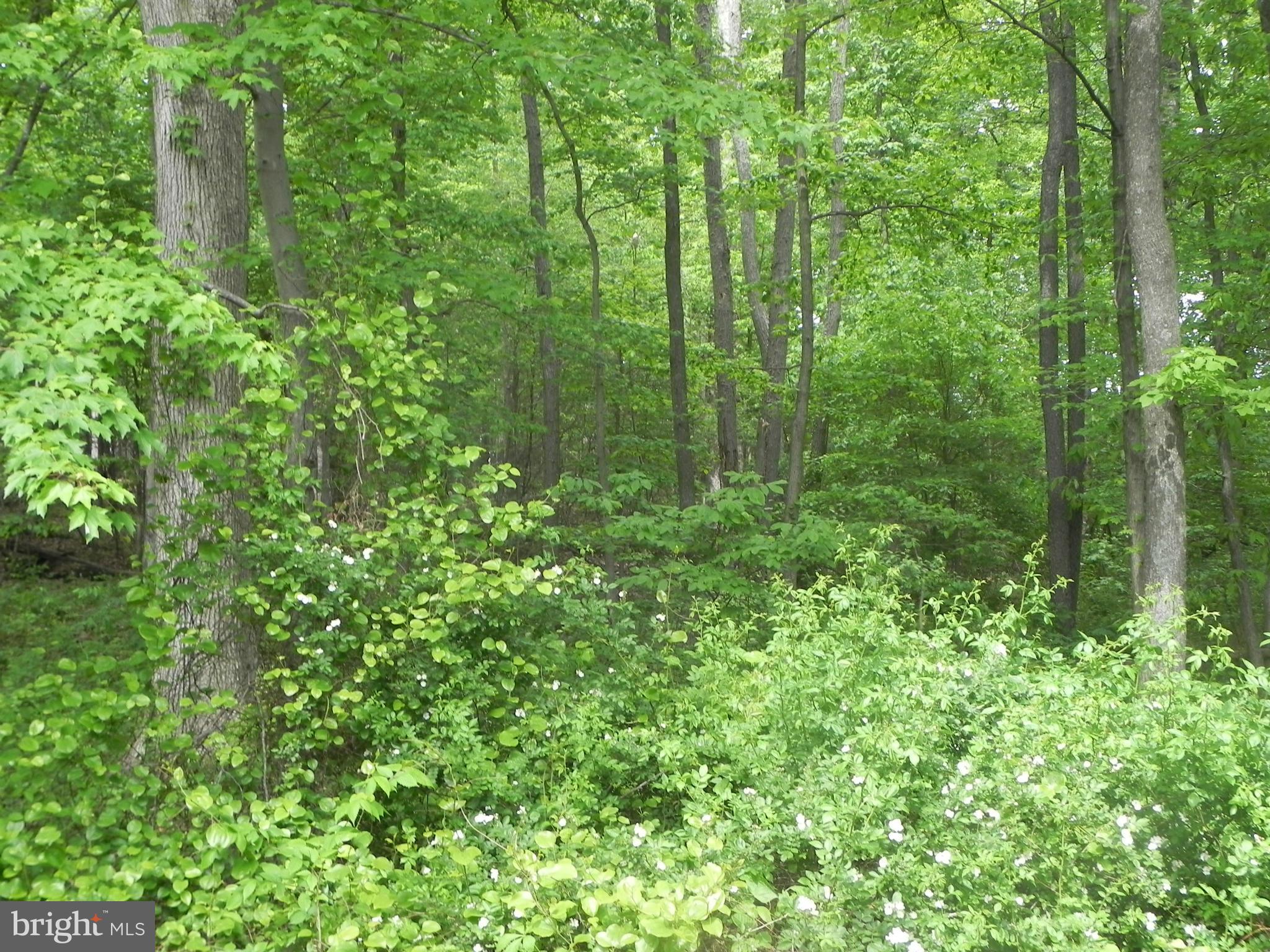 Moore Road Dickerson, MD 20842 - Photo 2 of 4 a view of a lush green forest