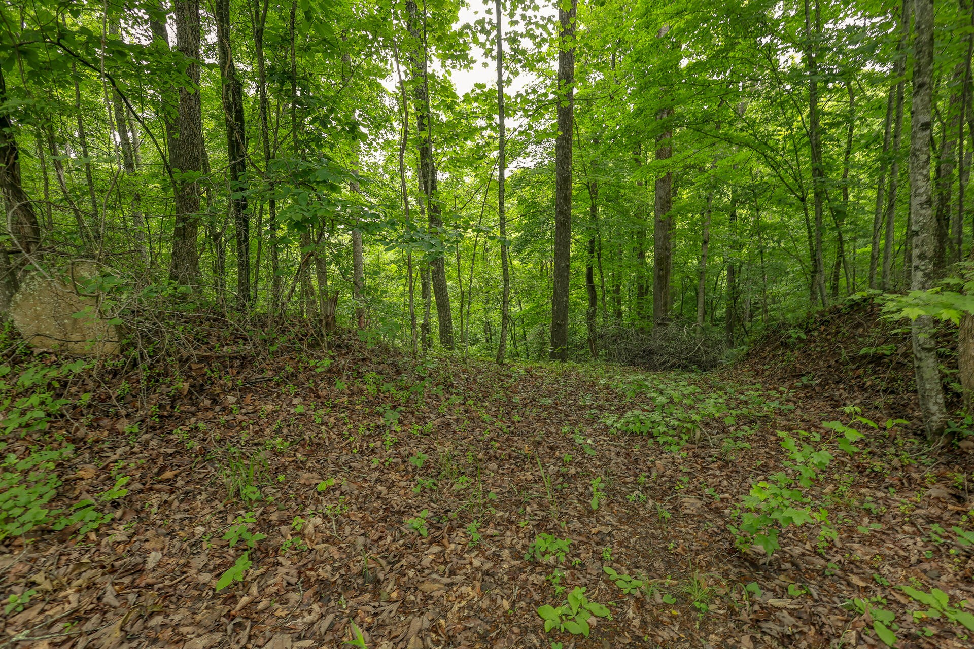0 Proffitt Hill Lane Decatur, TN 37322 - Photo 13 of 45 Gallery Image 13