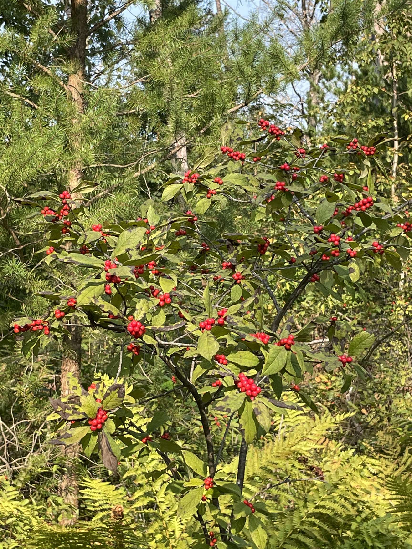 Lot 13 Waterstone Development New Lisbon, WI 53950 - Photo 44 of 45