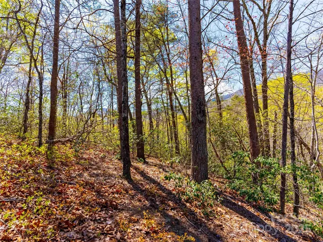 a view of a trees with yard