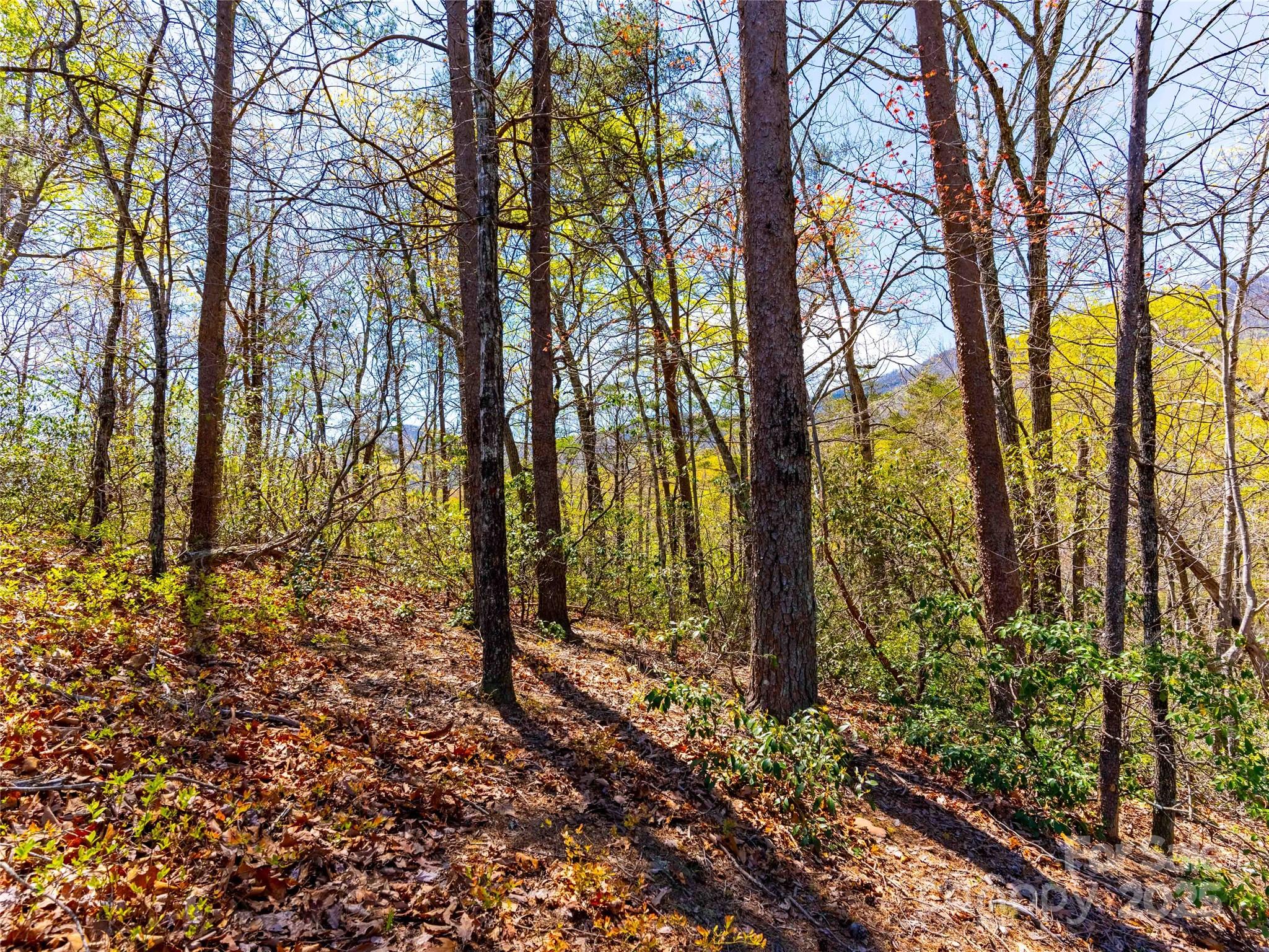 107 Deep Gap Rd Mill Spring East Mill Spring, NC 28756 - Photo 5 of 9 a view of a trees with yard
