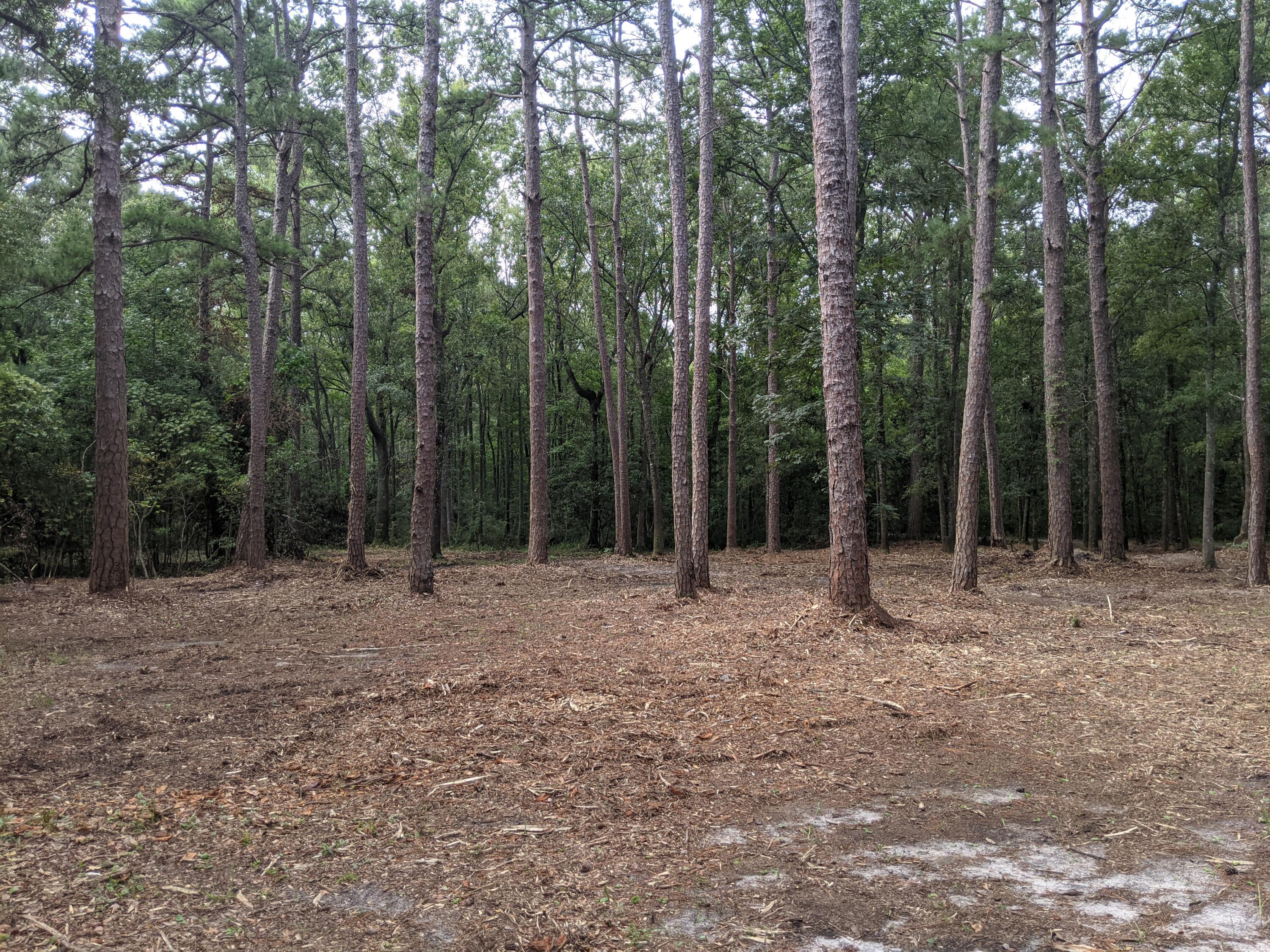 8061 Little Britton Road Hollywood, SC 29449 - Photo 49 of 55 pines