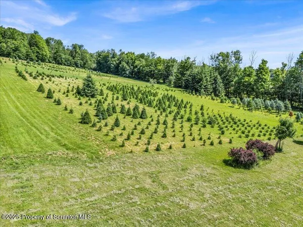 a view of a garden with a plant