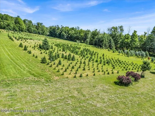 a view of a garden with a plant