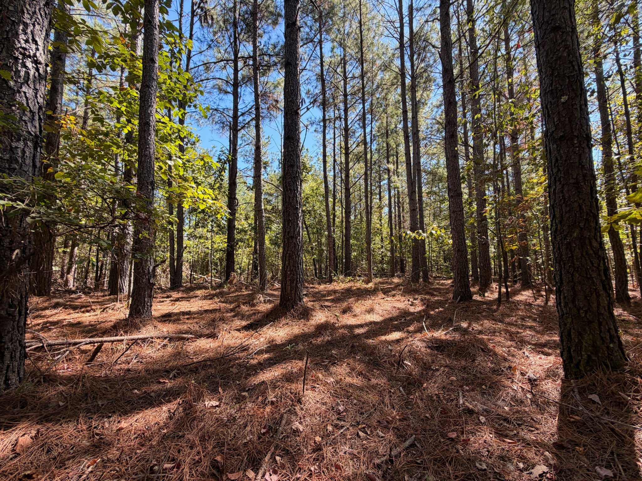 0 Coy Hill Road Savannah, TN 38372 - Photo 23 of 31 Gallery Image 23