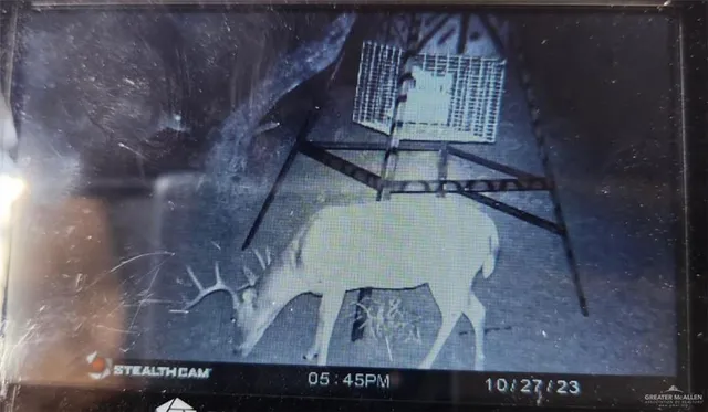 a view of a yard with large trees