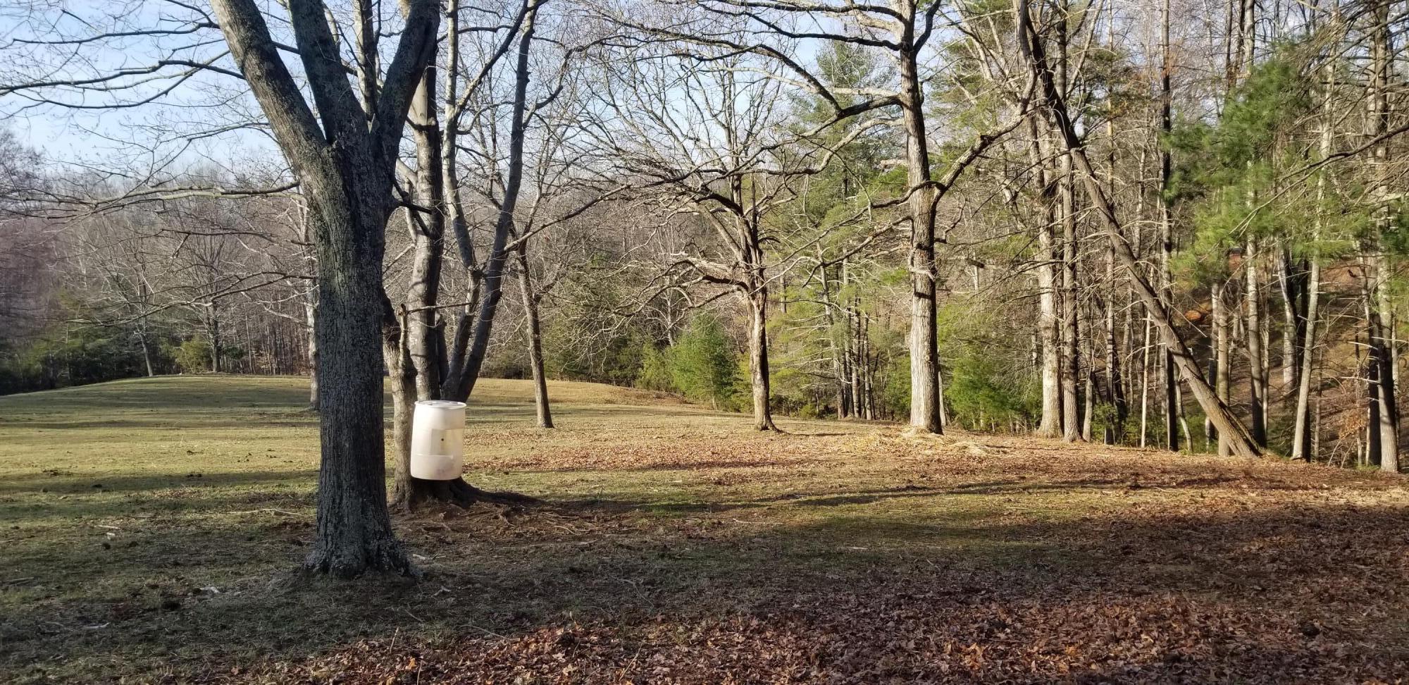 364 Sawmill Road Ferrum, VA 24088 - Photo 54 of 67 a view of dirt yard with a large tree