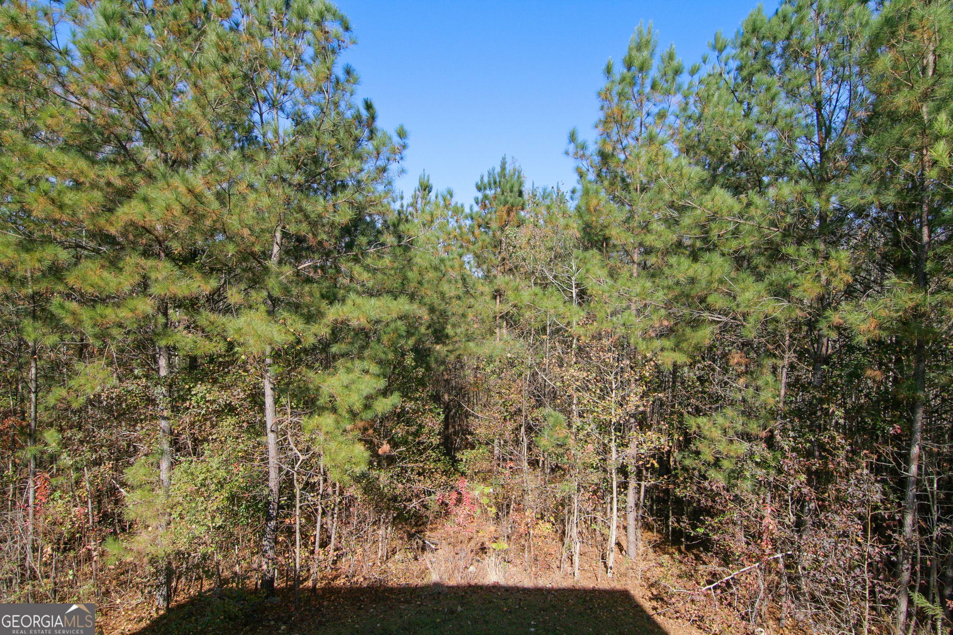 386 Springwater Way Bremen, GA 30110 - Photo 54 of 64 a view of a yard with a tree
