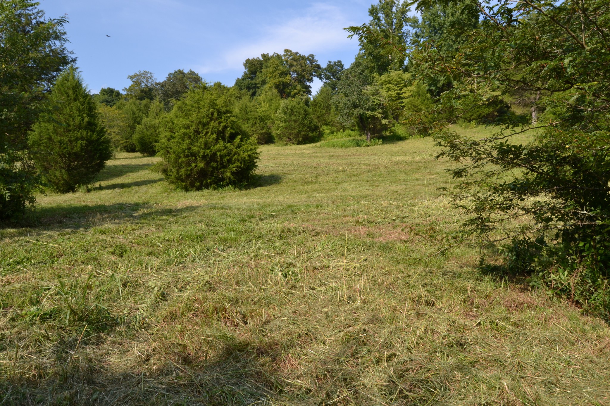 1050 Edmundson Road Prospect, TN 38477 - Photo 13 of 40 a view of a field with an trees