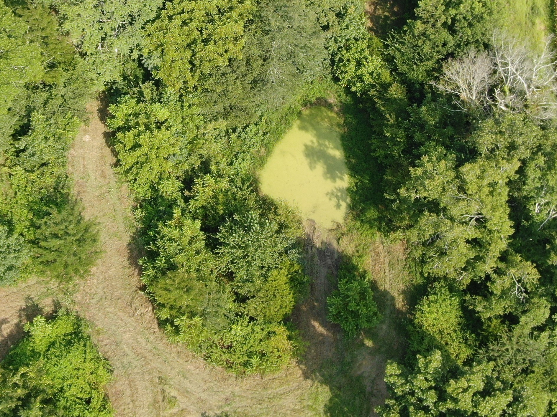 1050 Edmundson Road Prospect, TN 38477 - Photo 15 of 40 a view of a garden
