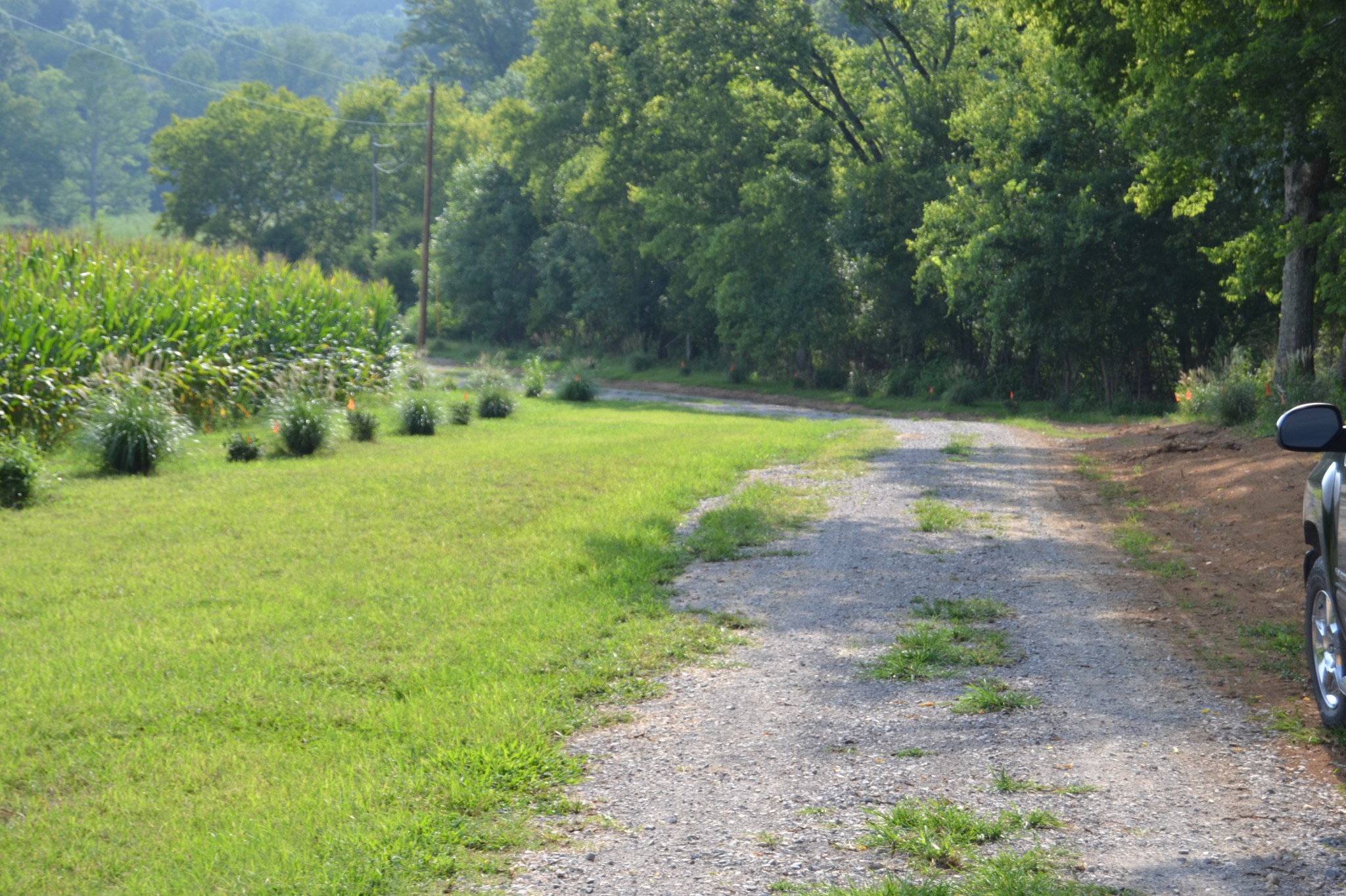 1050 Edmundson Road Prospect, TN 38477 - Photo 17 of 40 a view of a yard with a tree