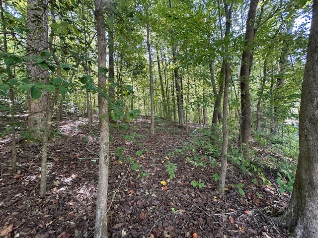0 Chalk Hill Church Road Camden, TN 38320 - Photo 11 of 57 a view of a forest that has large trees