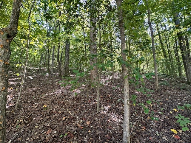 0 Chalk Hill Church Road Camden, TN 38320 - Photo 13 of 57 a view of a forest with trees