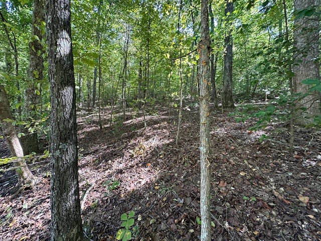 0 Chalk Hill Church Road Camden, TN 38320 - Photo 14 of 57 a view of a forest filled with trees