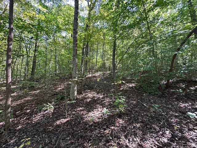 0 Chalk Hill Church Road Camden, TN 38320 - Photo 16 of 57 a view of a forest with trees in the background