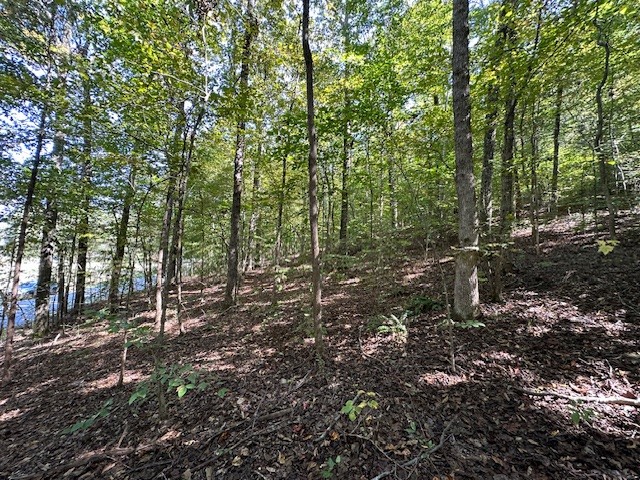 0 Chalk Hill Church Road Camden, TN 38320 - Photo 17 of 57 a big yard with lots of green space and trees