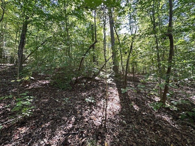 0 Chalk Hill Church Road Camden, TN 38320 - Photo 18 of 57 a view of a large yard with lots of trees