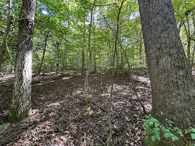 0 Chalk Hill Church Road Camden, TN 38320 - Photo 22 of 57 a view of a forest with trees