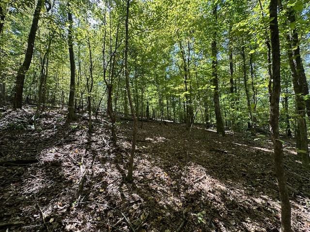 0 Chalk Hill Church Road Camden, TN 38320 - Photo 24 of 57 a view of a forest with trees in the background