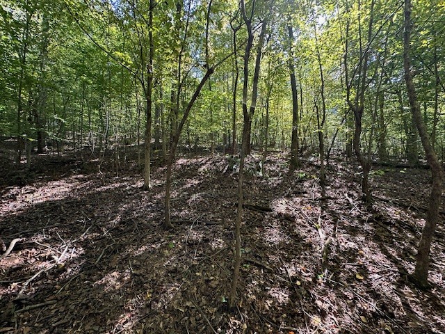 0 Chalk Hill Church Road Camden, TN 38320 - Photo 25 of 57 a view of a forest with trees in the background