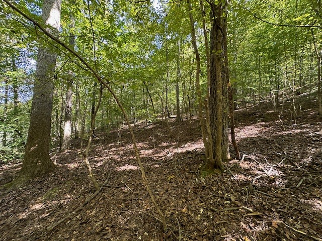 0 Chalk Hill Church Road Camden, TN 38320 - Photo 27 of 57 a view of a forest