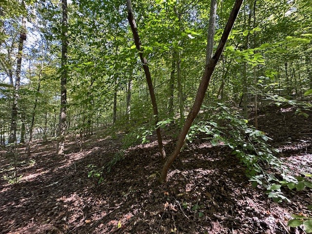 0 Chalk Hill Church Road Camden, TN 38320 - Photo 29 of 57 a view of a forest with lots of trees