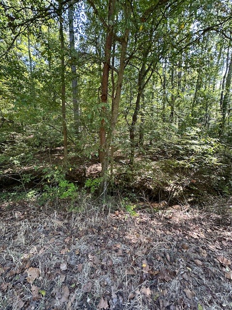 0 Chalk Hill Church Road Camden, TN 38320 - Photo 45 of 57 a view of a large yard with lots of plants and trees