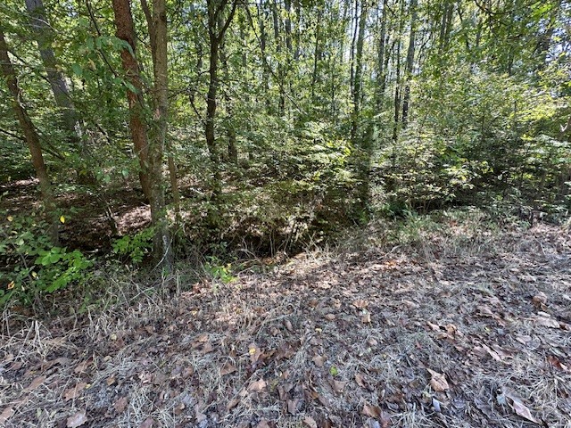 0 Chalk Hill Church Road Camden, TN 38320 - Photo 46 of 57 a view of a large yard with lots of green space