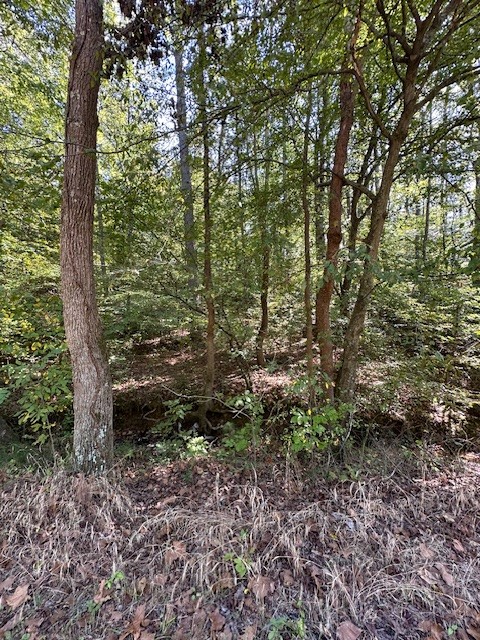 0 Chalk Hill Church Road Camden, TN 38320 - Photo 47 of 57 a view of a forest that has large trees