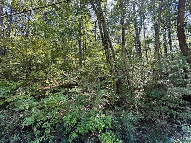 0 Chalk Hill Church Road Camden, TN 38320 - Photo 48 of 57 a view of a lush green forest
