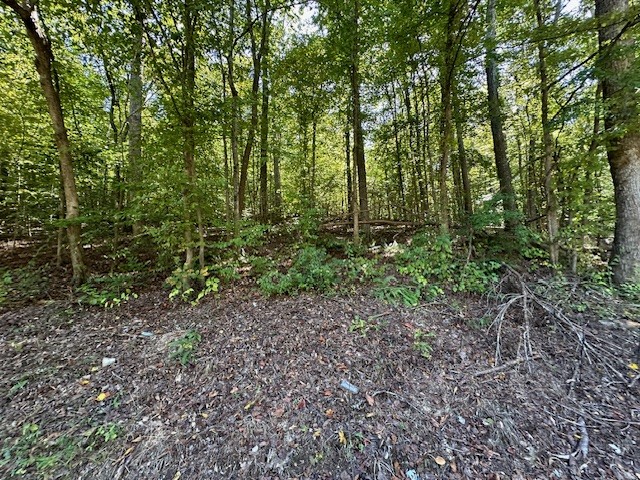 0 Chalk Hill Church Road Camden, TN 38320 - Photo 56 of 57 a view of a forest that has large trees