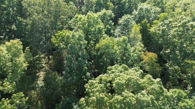 0 Chalk Hill Church Road Camden, TN 38320 - Photo 7 of 57 view of a lush green forest