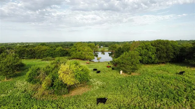 a view of a garden with plants and large trees