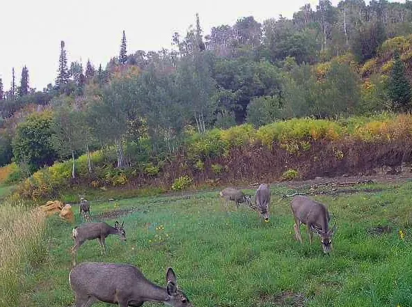 $625,000 | 51750 Quaker Mountain Circle North, Hayden, CO 81639