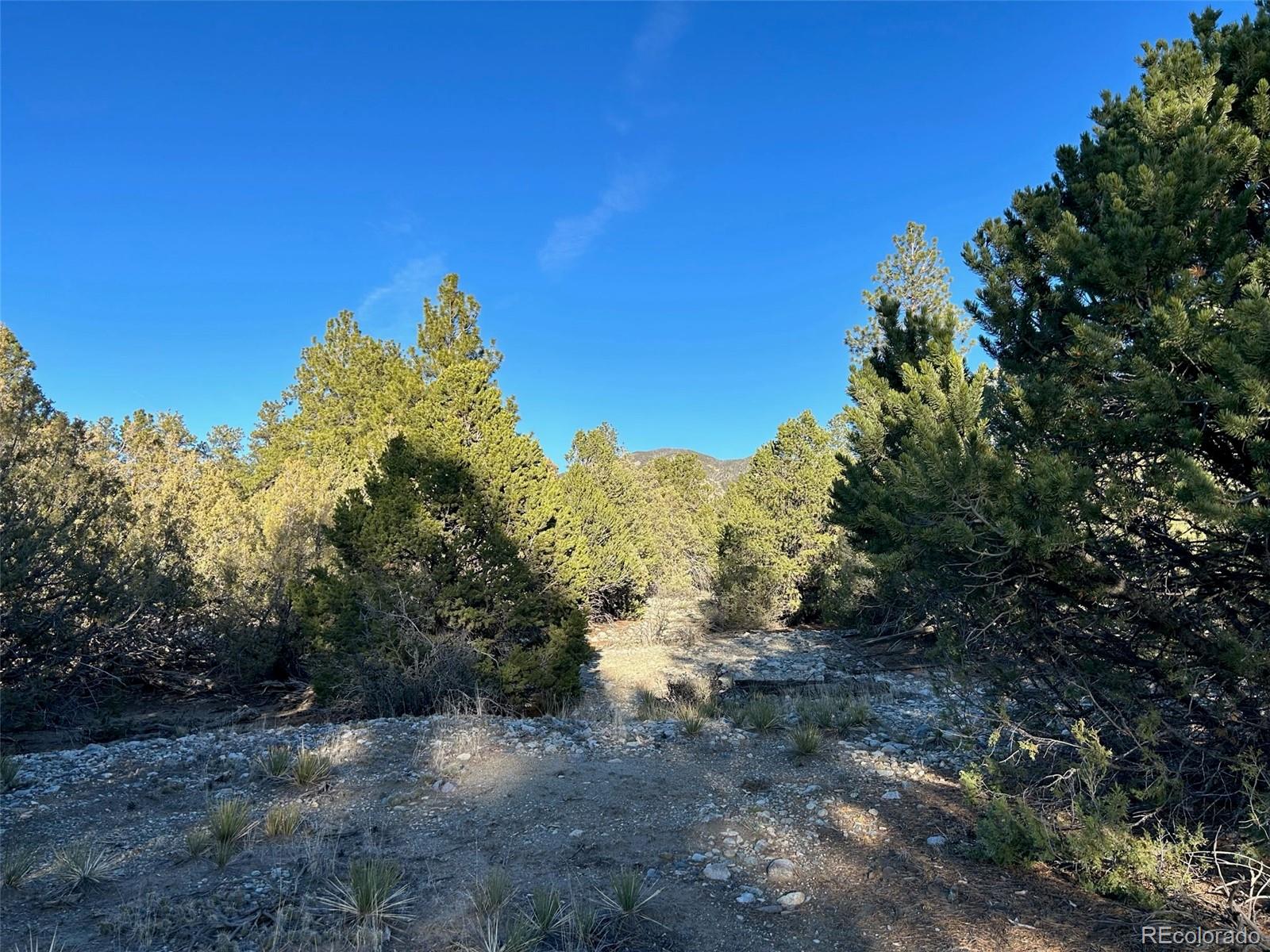 Conejos Place Mosca, CO 81146 - Photo 12 of 23 a view of a yard with a tree