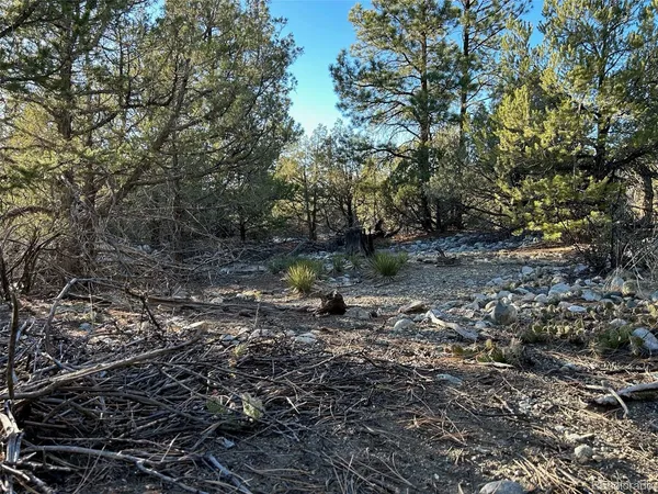 a view of a forest with lots of trees