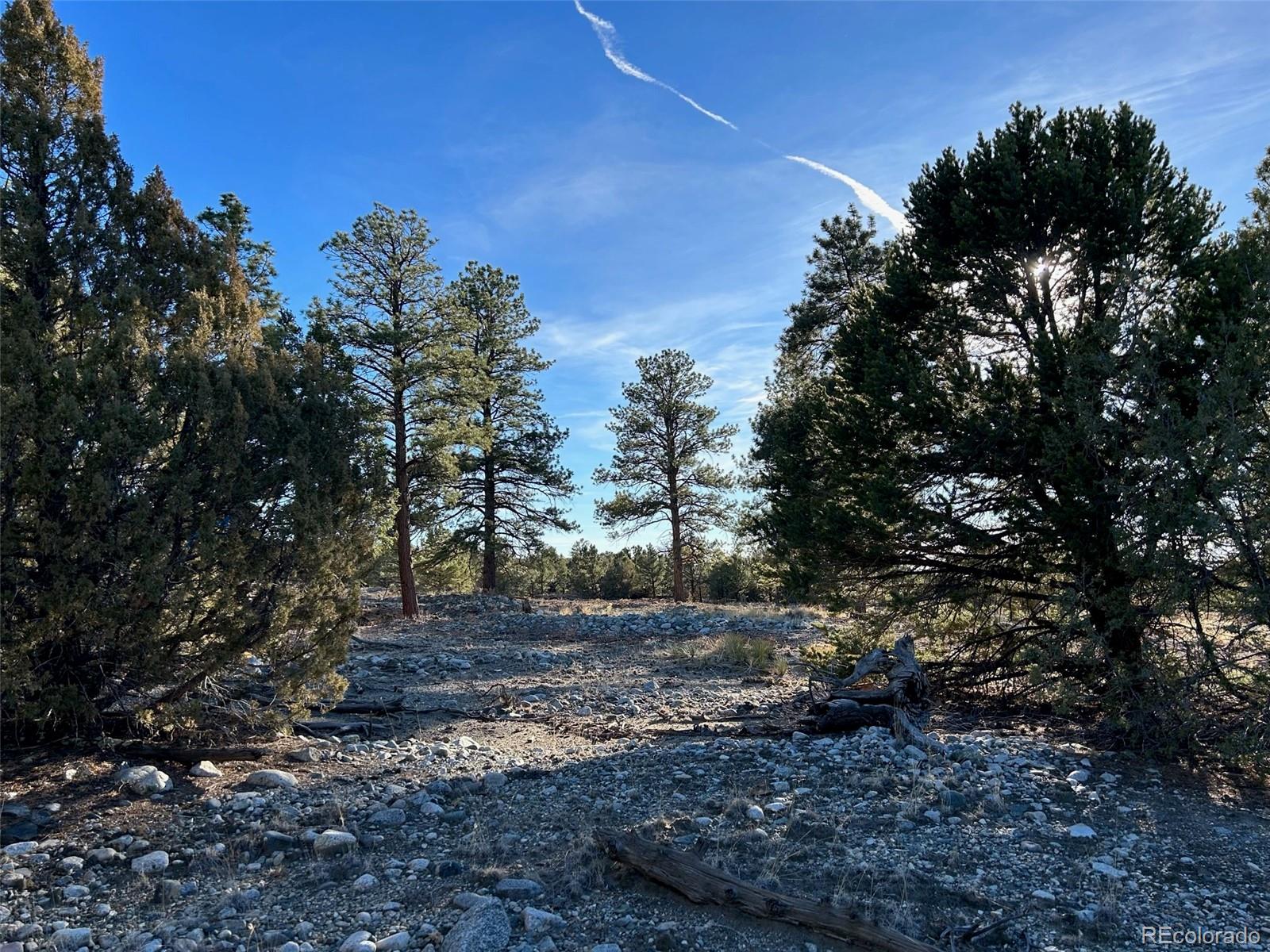 Conejos Place Mosca, CO 81146 - Photo 17 of 23 a view of a yard with plants and trees