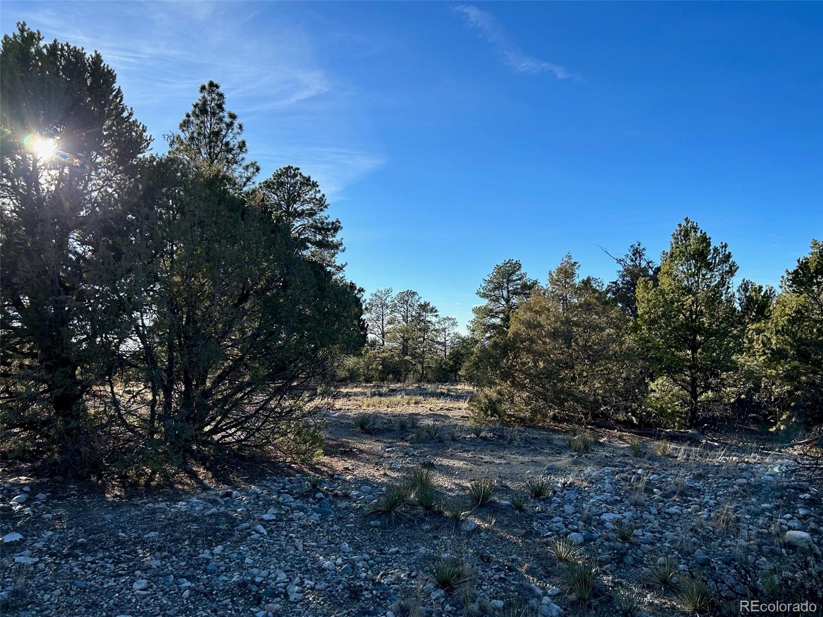 Conejos Place Mosca, CO 81146 - Photo 18 of 23 a view of a yard with plants and trees