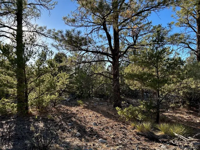 a view of a forest with a tree