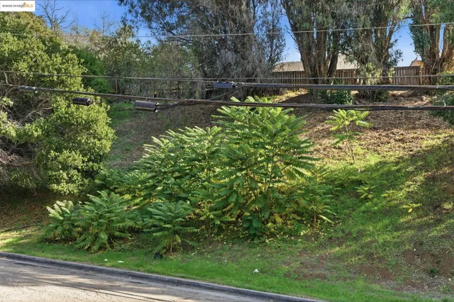 a view of yard with tree