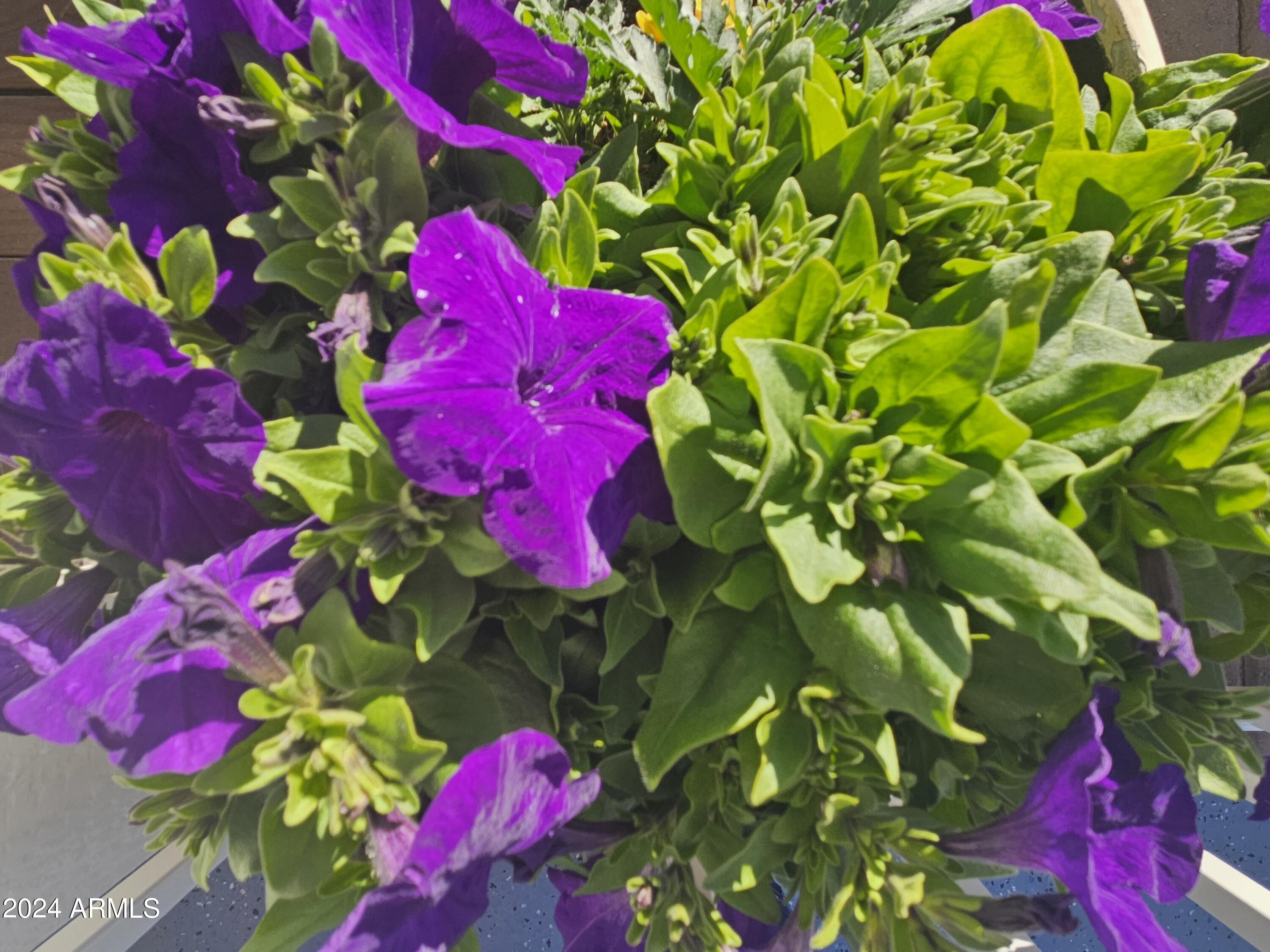 650 North Hawes Road, Unit 3202 Mesa, AZ 85207 - Photo 24 of 35 a view of a flower