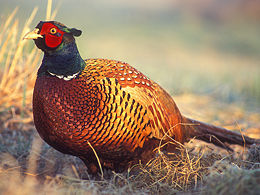 Pheasant Ridge Conservancy