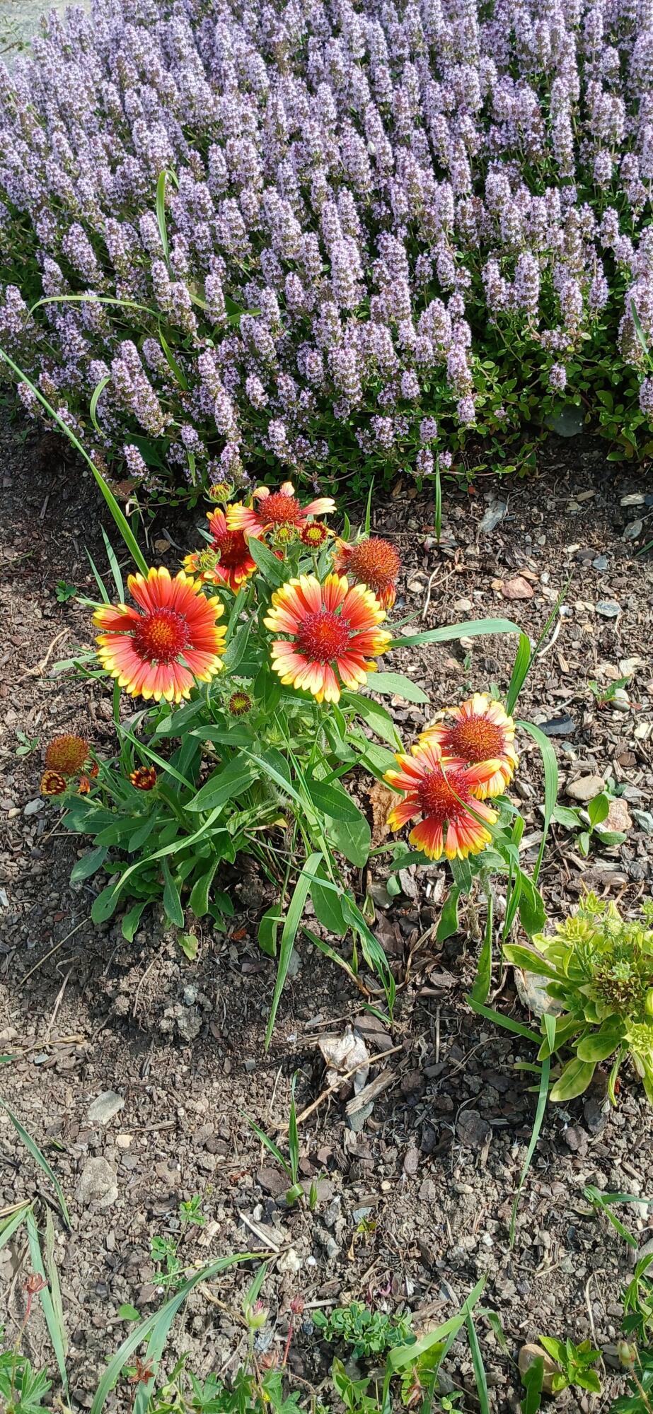 391 River Road Orrington, ME 04474 - Photo 21 of 72 purple flowers