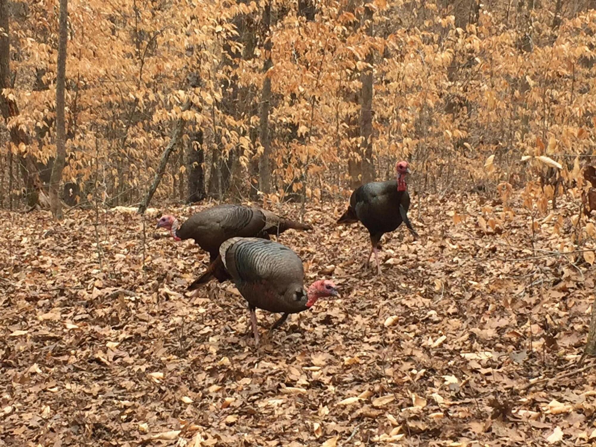 1120 Butterfly Cv Trail Decatur, TN 37322 - Photo 56 of 58 turkeys are Goods