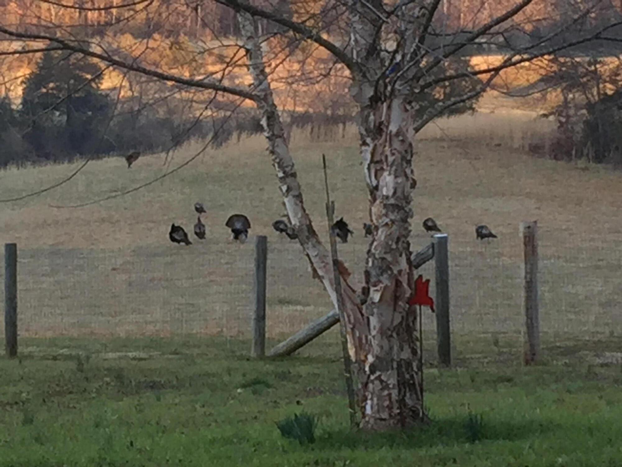 1120 Butterfly Cv Trail Decatur, TN 37322 - Photo 57 of 58 turkeys at Goods 2