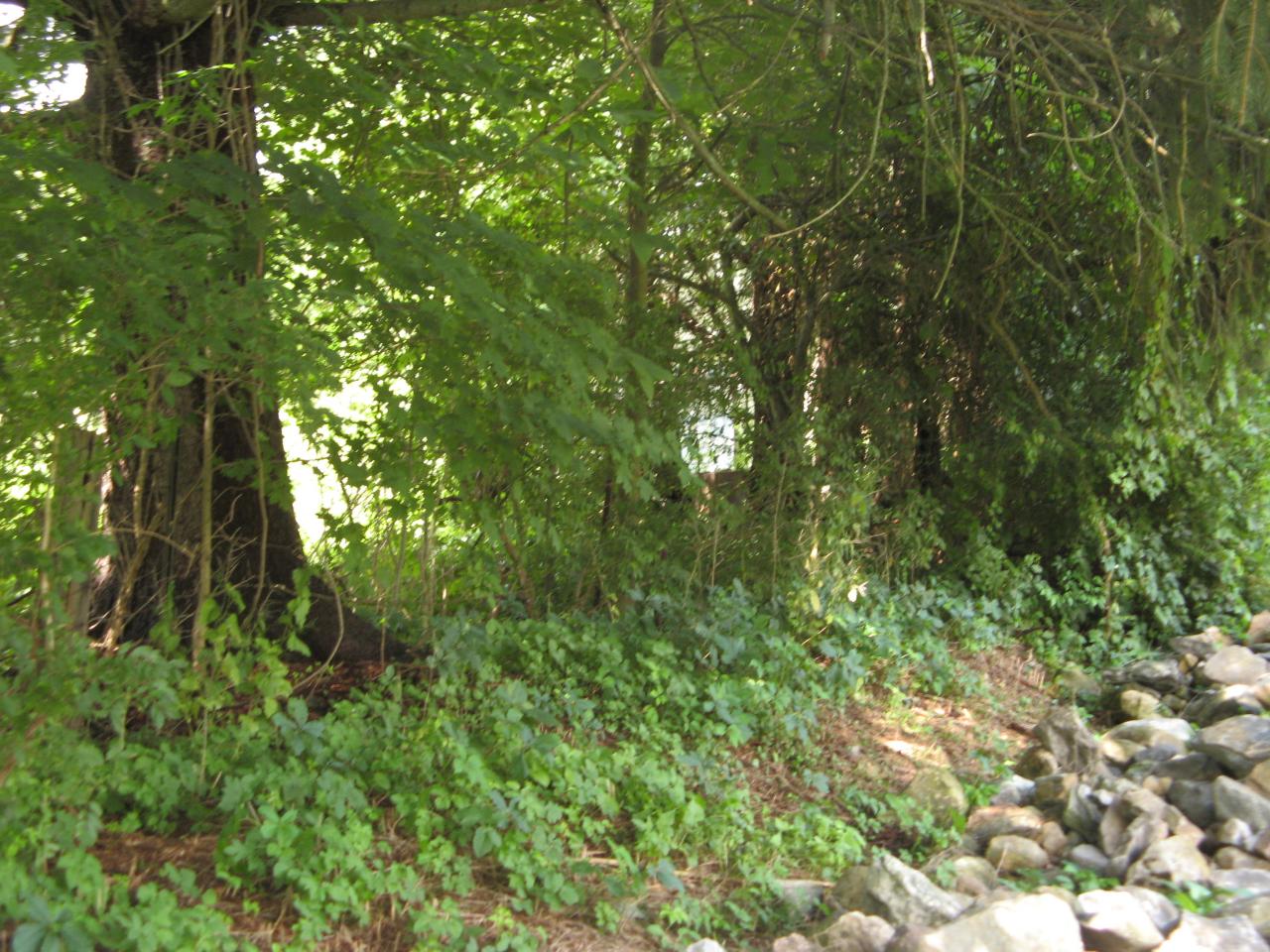 12 West Stockbridge Road Stockbridge, MA 01262 - Photo 6 of 12 a view of a lush green forest with lots of trees